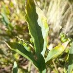 Solanum tripartitumLeaf