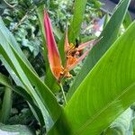 Heliconia latispatha Fleur