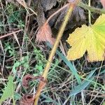 Pelargonium × asperum Corteza