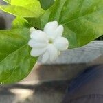 Jasminum sambac Kvet