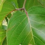 Nauclea latifolia Folio