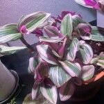 Tradescantia cerinthoides Feuille