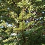 Abies balsamea 叶