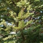 Abies balsamea List