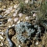 Eriogonum ovalifolium Habitat