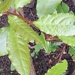 Coffea stenophylla Folha