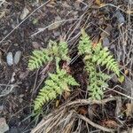 Asplenium adiantum-nigrumLeaf