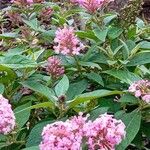 Buddleja alternifoliaFlor