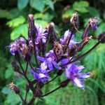 Lactuca alpina (L.) Benth. & Hook.f.Other