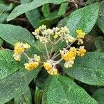 Buddleja globosa फूल