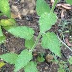 Solanum umbelliferum Hoja