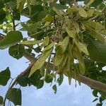 Dalbergia sissoo Fruitua