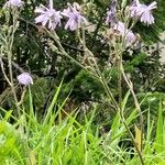 Lactuca macrophylla Flor