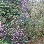 Rhododendron × geraldii عادت داشتن