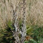 Cirsium scabrum Habit