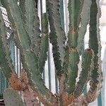 Euphorbia abyssinica Blad