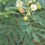 Leucaena leucocephala葉