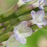 Stachytarpheta cayennensis Blüte