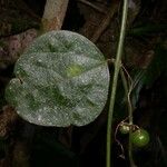Passiflora auriculata Yaprak