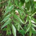 Bolusanthus speciosus Blad