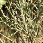 Genista scorpius Bark