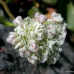 Eriogonum pyrolifolium Floare