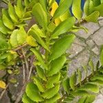 Griselinia scandens Folha