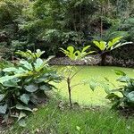 Schefflera digitata Hábito