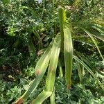 Crinum moorei Blad