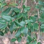 Luma apiculata Lehti