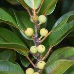 Ficus nitidifolia Fruit
