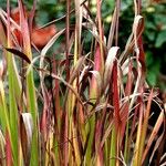 Imperata cylindrica Leaf