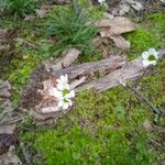 Saxifraga bulbifera Flower