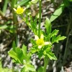 Ranunculus trilobus Floro
