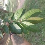 Camptotheca acuminata Blatt