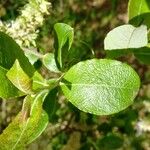 Salix caprea Blad