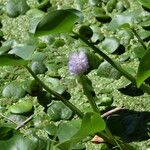 Pontederia rotundifolia Агульны выгляд