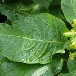 Nicotiana rustica Blad