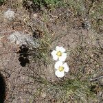 Calochortus leichtlinii Flower