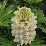 Lupinus × regalis Fiore