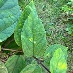 Clerodendrum umbellatum Leaf