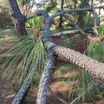 Pinus montezumae 樹皮