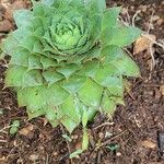 Sempervivum calcareum Blad