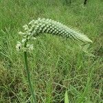 Albuca virens മറ്റ്