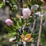 Philadelphus microphyllus