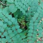 Aralia spinosa Blatt