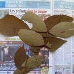 Inga alba Máis