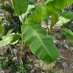 Musa acuminata Leaf