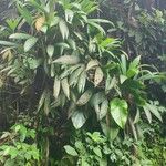 Asplundia rigida Leaf