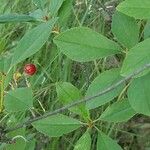 Prunus fruticosa Feuille